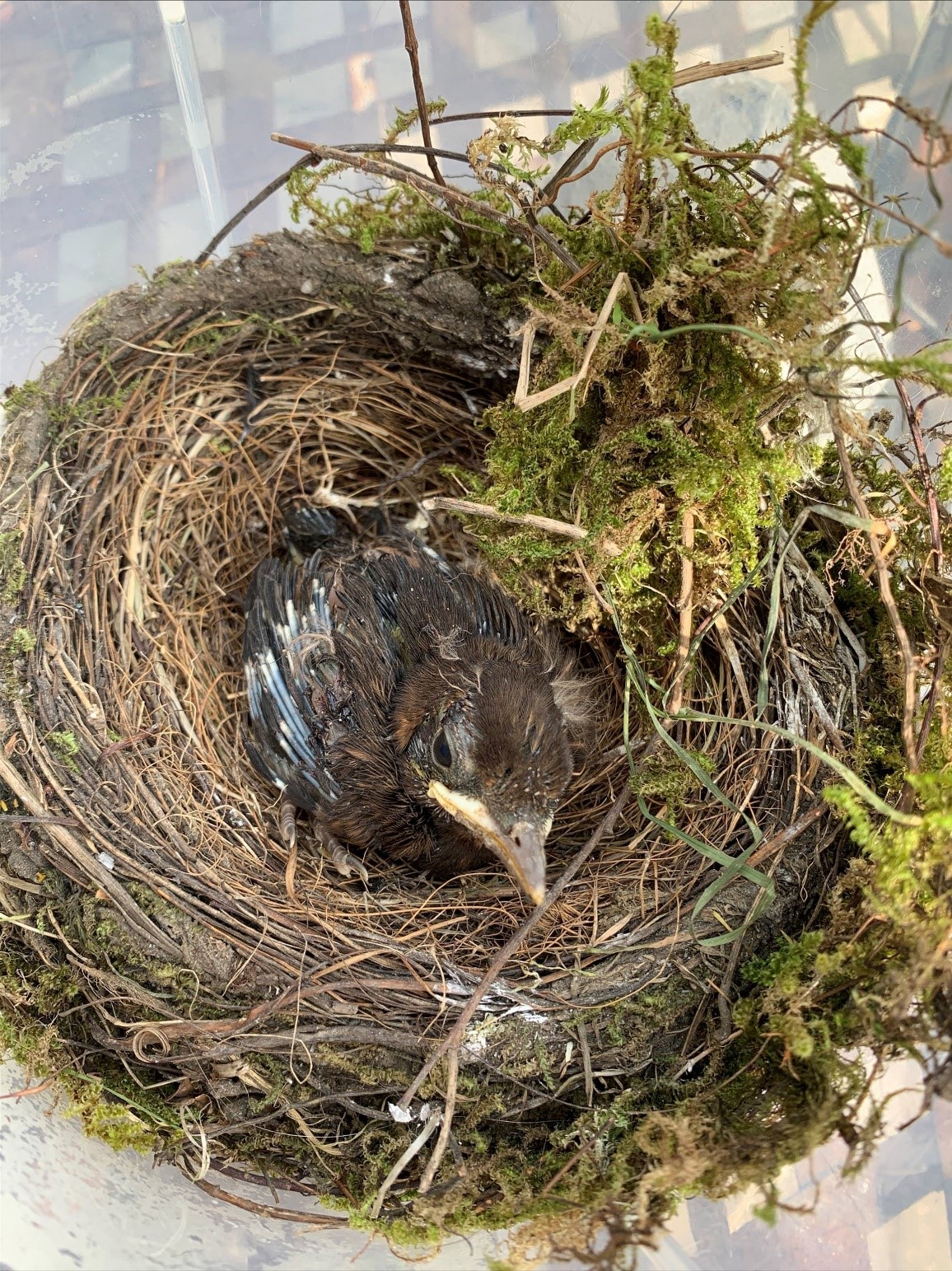 Sonnenschein im Nest